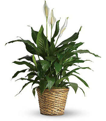 Simply Elegant Spathiphyllum - Medium from Rees Flowers & Gifts in Gahanna, OH